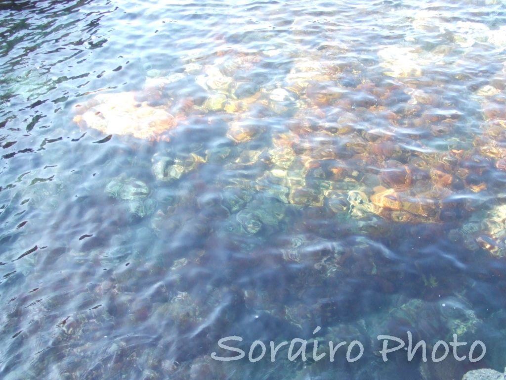 入道崎の岩場から見た水面