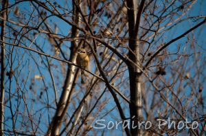 木に止まる野鳥（モズ）の姿を発見しました。