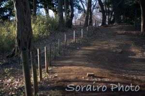 真光寺緑地を散策してきました。