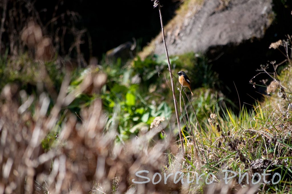 朝日瀧で見た野鳥