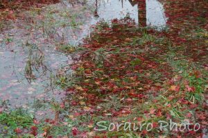 秋の雨上がり