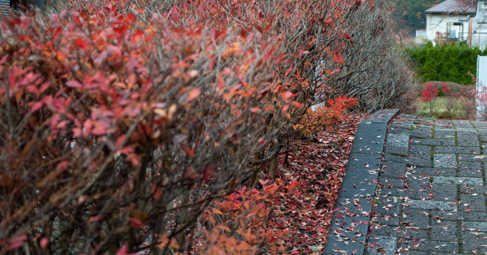 富士五湖の紅葉