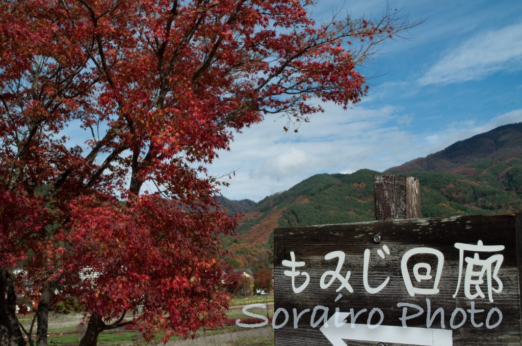 雲が薄くなり赤みが増したもみじ回廊