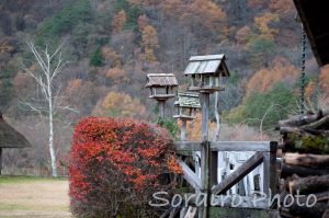 西湖 野鳥の森公園では野鳥用の小屋がありました。