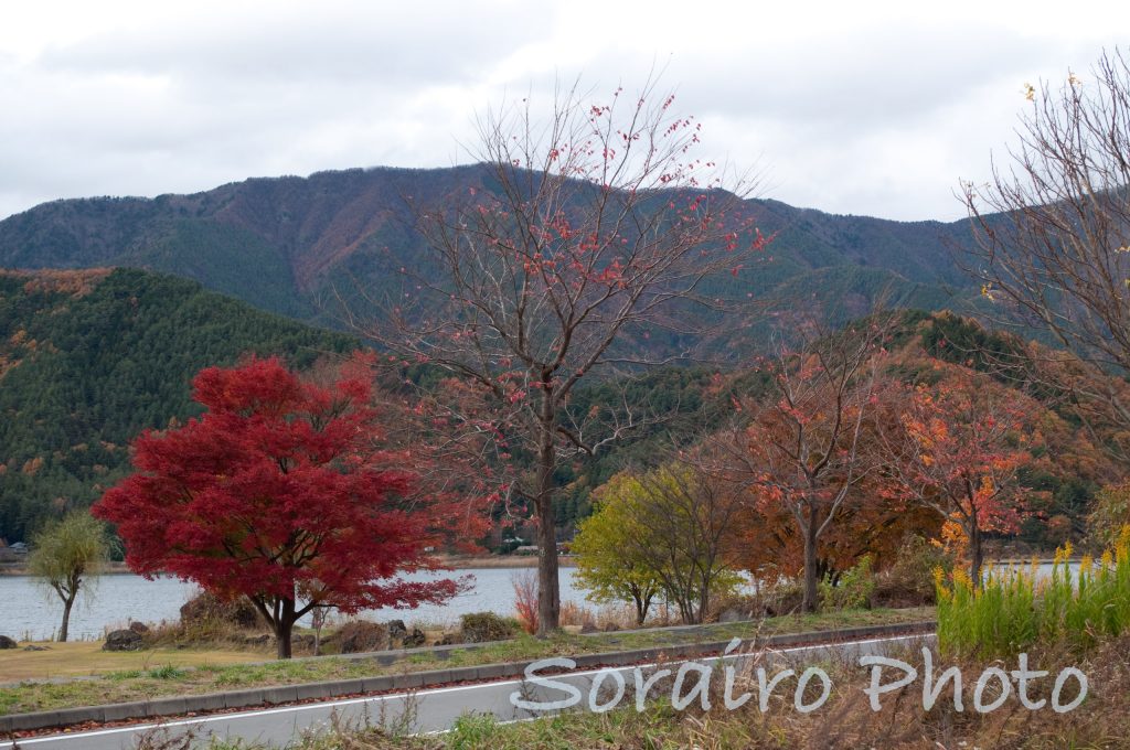 様々な色が集う秋の風景